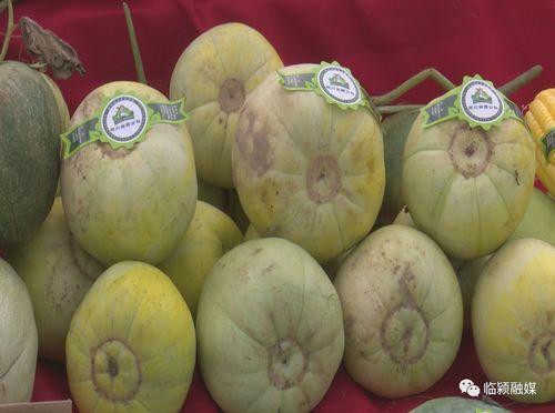 石桥中学吃瓜,揭秘校园里的“瓜田”风云