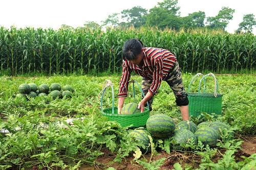 qq吃瓜王大炮,网络红人的崛起之路