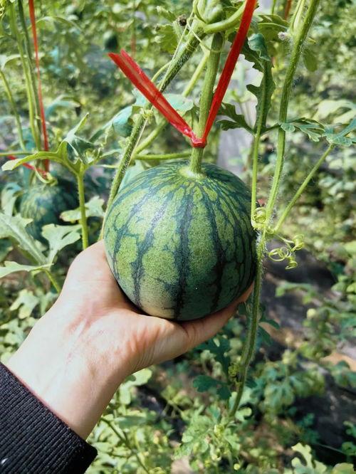 qq吃瓜王大炮,网络红人的崛起之路