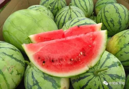 今天吃瓜邯郸,今日吃瓜大揭秘