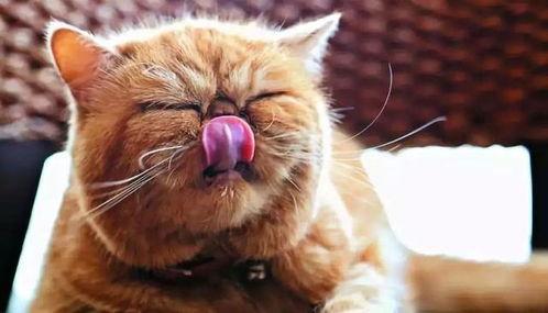 猫吃吊瓜吗,揭秘猫能否吃吊瓜