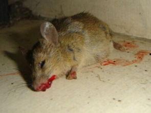 梦见瓜被老鼠吃烂了,瓜被老鼠吃烂的寓意与启示