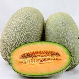 酷酷吃哈密瓜,夏日消暑新风尚