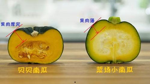 小菊瓜南瓜怎么吃,小菊瓜南瓜的多彩食法探索
