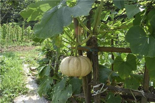 老年人吃的面瓜头瓜,老年人面瓜头瓜的营养与食用指南