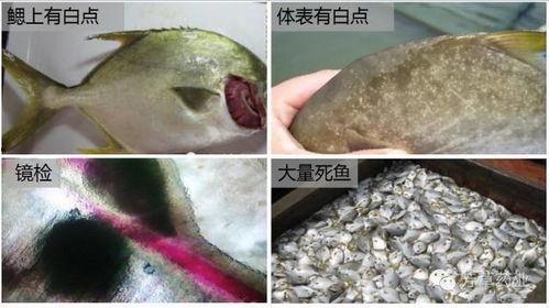 广东吃瓜虫子,挑战味蕾的虫子盛宴