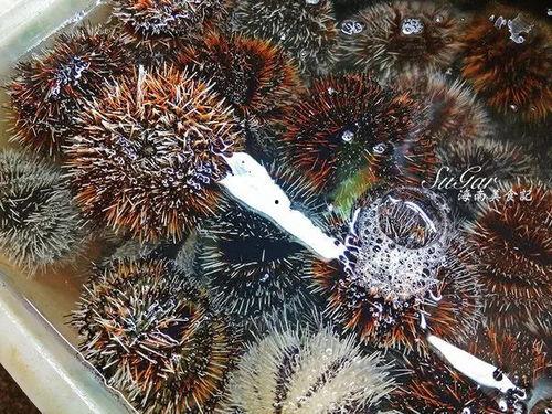 广东吃瓜虫子,挑战味蕾的虫子盛宴