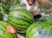 东方甄选继续吃瓜,带你领略直播带货背后的故事