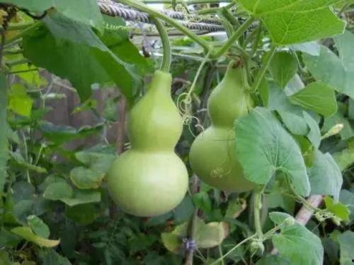 吃葫芦瓜视频素材,一窥家常烹饪的奥秘