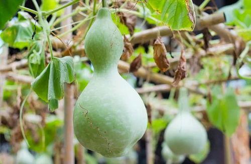 吃葫芦瓜视频素材,一窥家常烹饪的奥秘