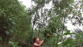 梦到去地里摘瓜吃瓜,摘瓜吃瓜的田园幻想之旅