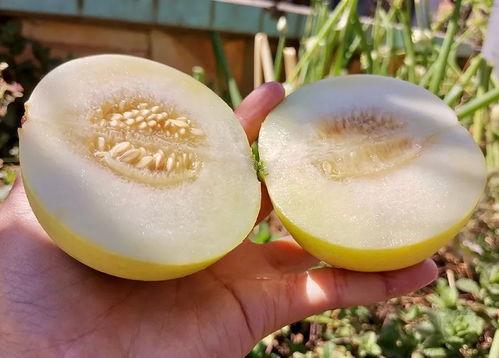 吃瓜届小aa,吃瓜小达人aa带你领略娱乐圈风云变幻