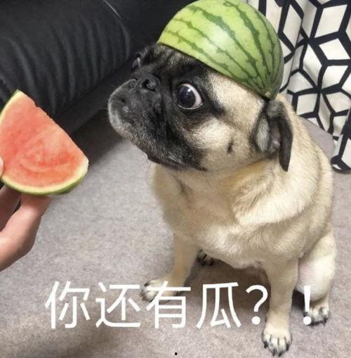 吃瓜失败表情包,表情包背后的尴尬瞬间