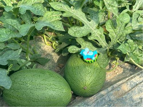 某林在线吃瓜,揭秘娱乐圈幕后真相