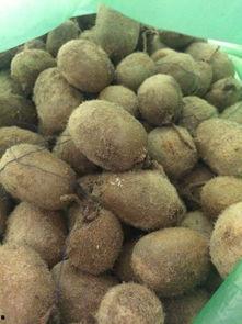 野生毛瓜可以吃吗,可食用还是未知之谜？