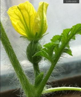 野生毛瓜可以吃吗,可食用还是未知之谜？