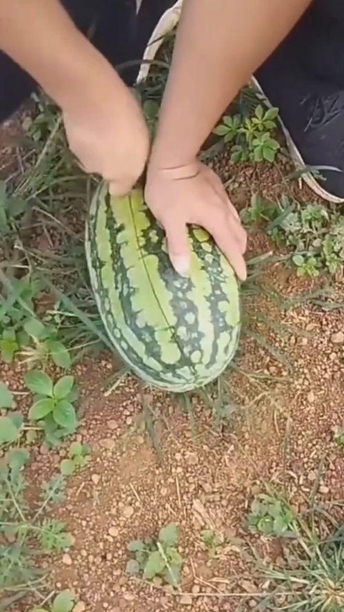 白心瓜怎么吃,探索美味与营养的完美结合