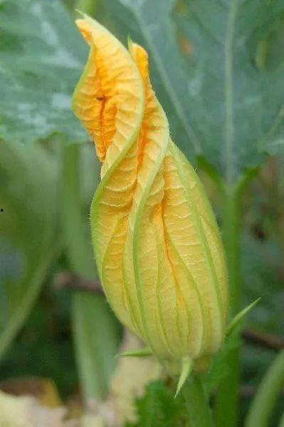 秋凉吃瓜,品味瓜果香——秋季吃瓜指南