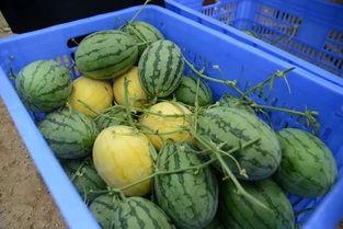 吃瓜群手机壁纸图片,揭秘吃瓜群手机壁纸背后的故事