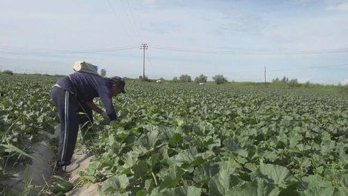 阿勒泰ak吃瓜,揭秘背后的真相与争议