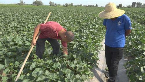 阿勒泰ak吃瓜,揭秘背后的真相与争议