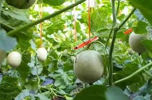 吃网纹瓜的人,品味生活，尽享甘甜