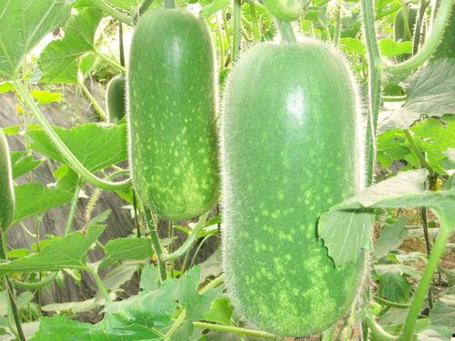 吃瓜427,一场网络热议背后的真相