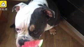 狗和猫咪吃瓜,狗狗与猫咪的夏日瓜果盛宴