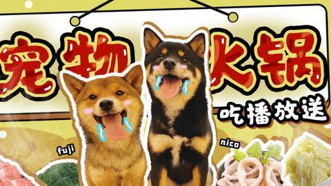 狗和猫咪吃瓜,狗狗与猫咪的夏日瓜果盛宴