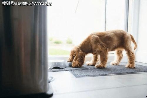 狗和猫咪吃瓜,狗狗与猫咪的夏日瓜果盛宴