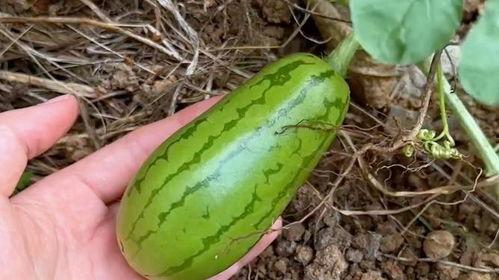 吃瓜容易滑胎吗,揭秘吃瓜与滑胎的关联