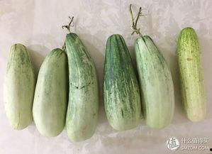 假装吃瓜聊天,一场假装吃瓜的趣味聊天盛宴