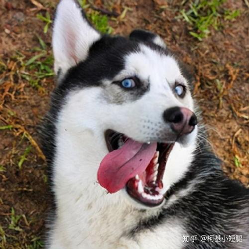 哈士奇吃小瓜表情,表情包萌态十足