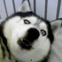 哈士奇吃小瓜表情,表情包萌态十足