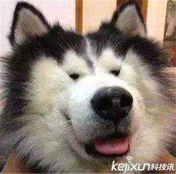 哈士奇吃小瓜表情,表情包萌态十足