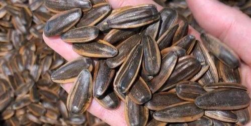 吃瓜是指吃瓜子