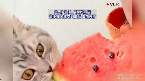 喂小猫吃瓜好吗