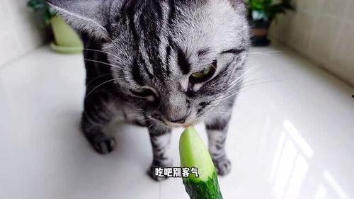 喂小猫吃瓜好吗