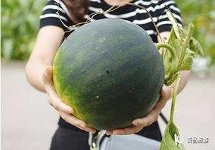 张家界吴敏吃瓜群吃瓜,一场全民参与的“瓜界盛宴”