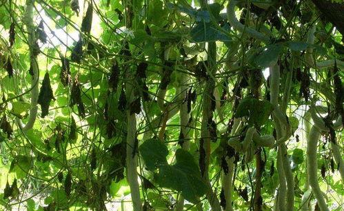 吃蛇瓜会不会眩晕,揭秘蛇瓜引发眩晕之谜