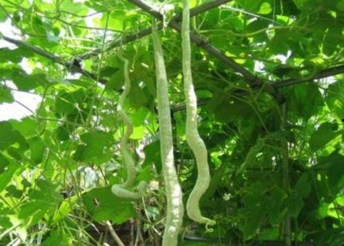 吃蛇瓜会不会眩晕,揭秘蛇瓜引发眩晕之谜