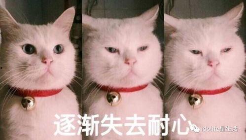 吃瓜猫的表情包