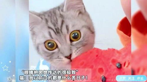 吃瓜猫的表情包
