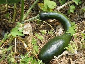 新型方瓜怎么吃,创新烹饪指南