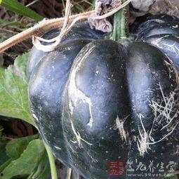 新型方瓜怎么吃,创新烹饪指南