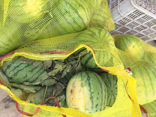 车导吃瓜,揭秘娱乐圈幕后故事