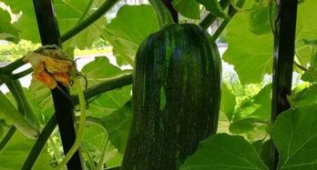 车导吃瓜,揭秘娱乐圈幕后故事