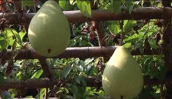 车导吃瓜,揭秘娱乐圈幕后故事