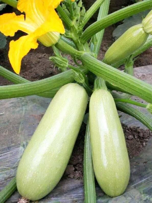 西葫芦瓜整吃,营养美味一网打尽