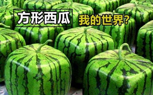 吃瓜mc,揭秘虚拟世界中的欢乐与争议